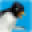 Logo Bluebird Foods Ltd.