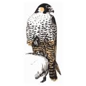 Logo The Peregrine Fund (United States)