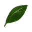 Logo Avance KK