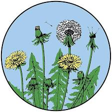 Logo Center For Sustainable Living, Inc.